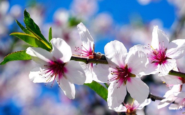 kvetoucí mandloň
