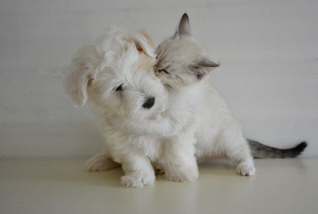 Štěně nebo koťátko.jpg